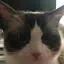 エミールのプロフィール画像