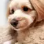 as.のプロフィール画像