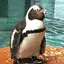 たにのプロフィール画像