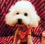 chanのプロフィール画像