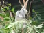 nyaaのプロフィール画像