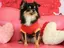 ラブちゃんのプロフィール画像