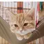 ウッチーのプロフィール画像