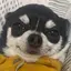 あきゃまのプロフィール画像