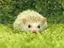 ねすのプロフィール画像