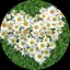 カナリアのプロフィール画像