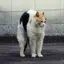 pipiのプロフィール画像