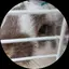 おいちのプロフィール画像