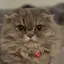 Rのプロフィール画像