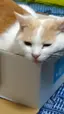 コダマのプロフィール画像