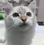 とうふのプロフィール画像