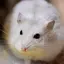 みゆのプロフィール画像