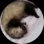 ヒロミのプロフィール画像