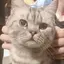 弥生のプロフィール画像
