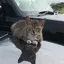 septのプロフィール画像