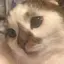 プクちゃんのプロフィール画像