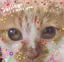 Cocoのプロフィール画像