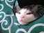 ゆーにゃんのプロフィール画像