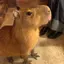 ほのほののプロフィール画像