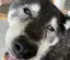 きなこのプロフィール画像