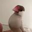 やーこんのプロフィール画像