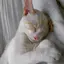 すずほのプロフィール画像