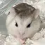 akari *のプロフィール画像