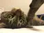 にゃーのプロフィール画像