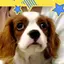 macoのプロフィール画像