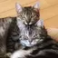 あけみ君のプロフィール画像