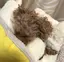 ぽんぽんのプロフィール画像