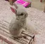 ゆうかのプロフィール画像