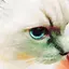 せーのプロフィール画像