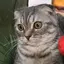 れなのプロフィール画像