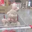 AIRIのプロフィール画像