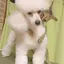 ちるるーとのプロフィール画像