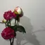 寧のプロフィール画像
