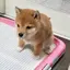 なにょるのプロフィール画像