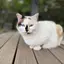 やぎのプロフィール画像