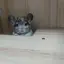 レミのプロフィール画像