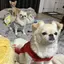 まゆのプロフィール画像