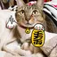 カメリアのプロフィール画像