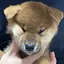 れんのプロフィール画像