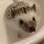 い´ω`のプロフィール画像