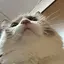 ゆかりのプロフィール画像
