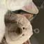 pikaのプロフィール画像