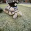 シャウのプロフィール画像