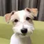 ＳＧＷのプロフィール画像