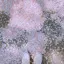 ぴののプロフィール画像