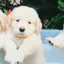 AYANOのプロフィール画像